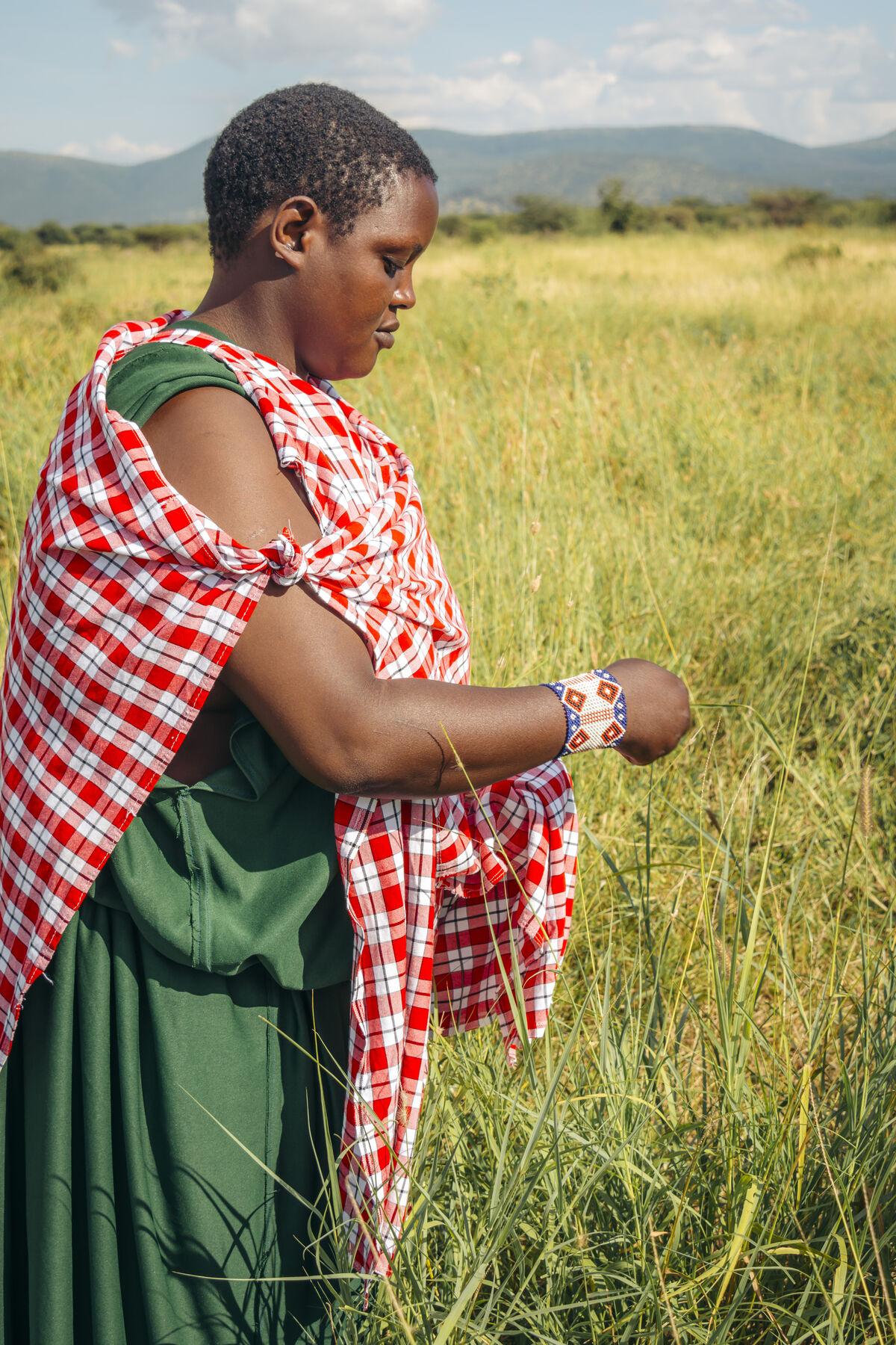 Grass Seed Banks — Pastoral Women’s Council