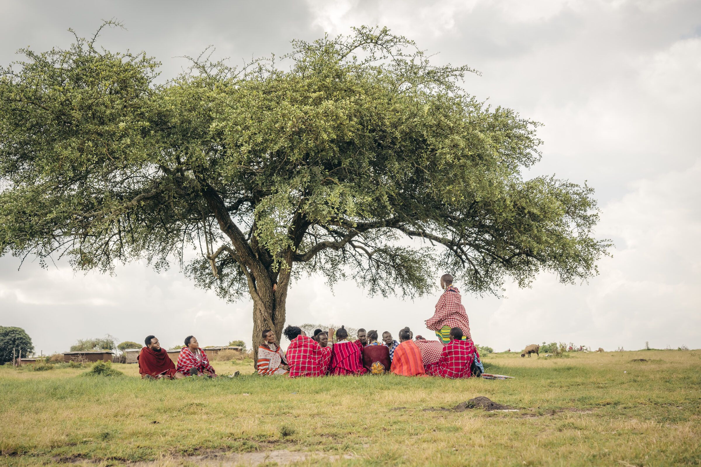A community gathering beneath an acacia tree